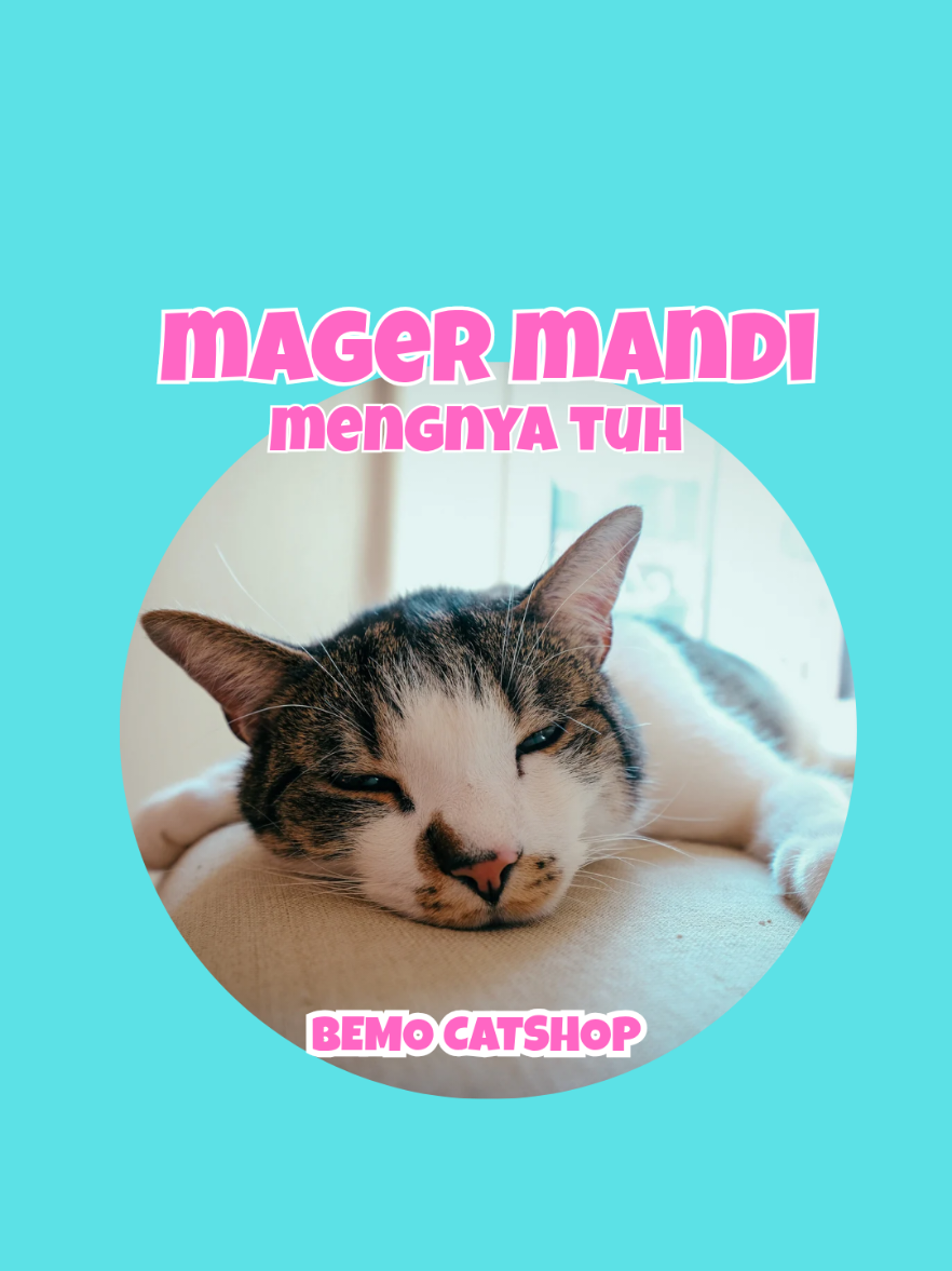 @Bemo Catshop