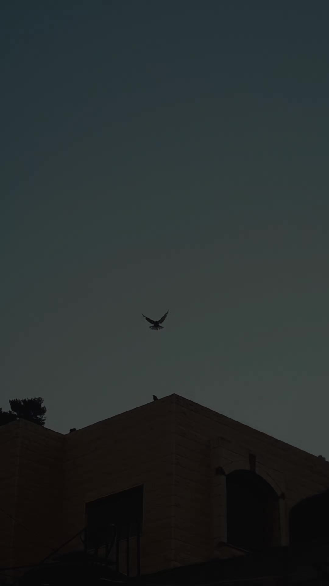 @Pigeons Tv