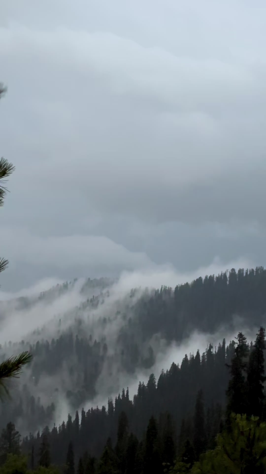 @Shogran Vibes