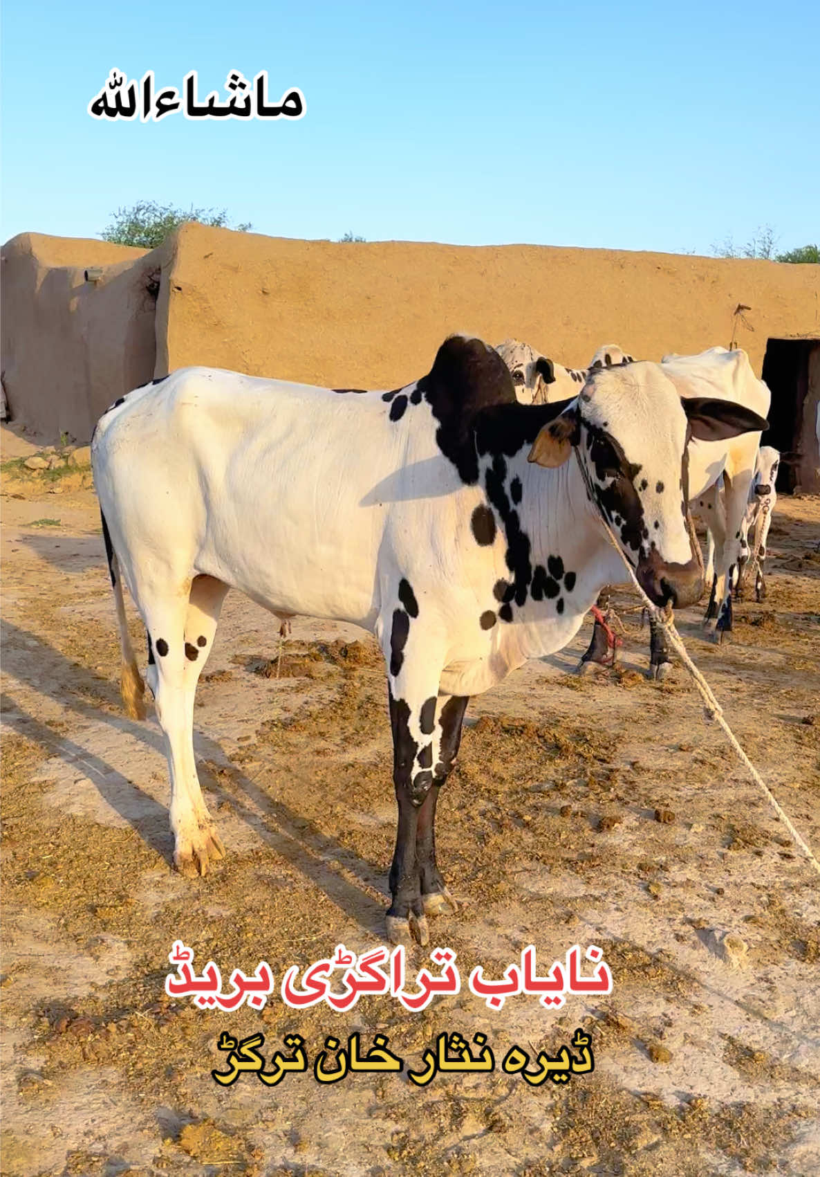 @محمد جنید (ایبٹ آباد)