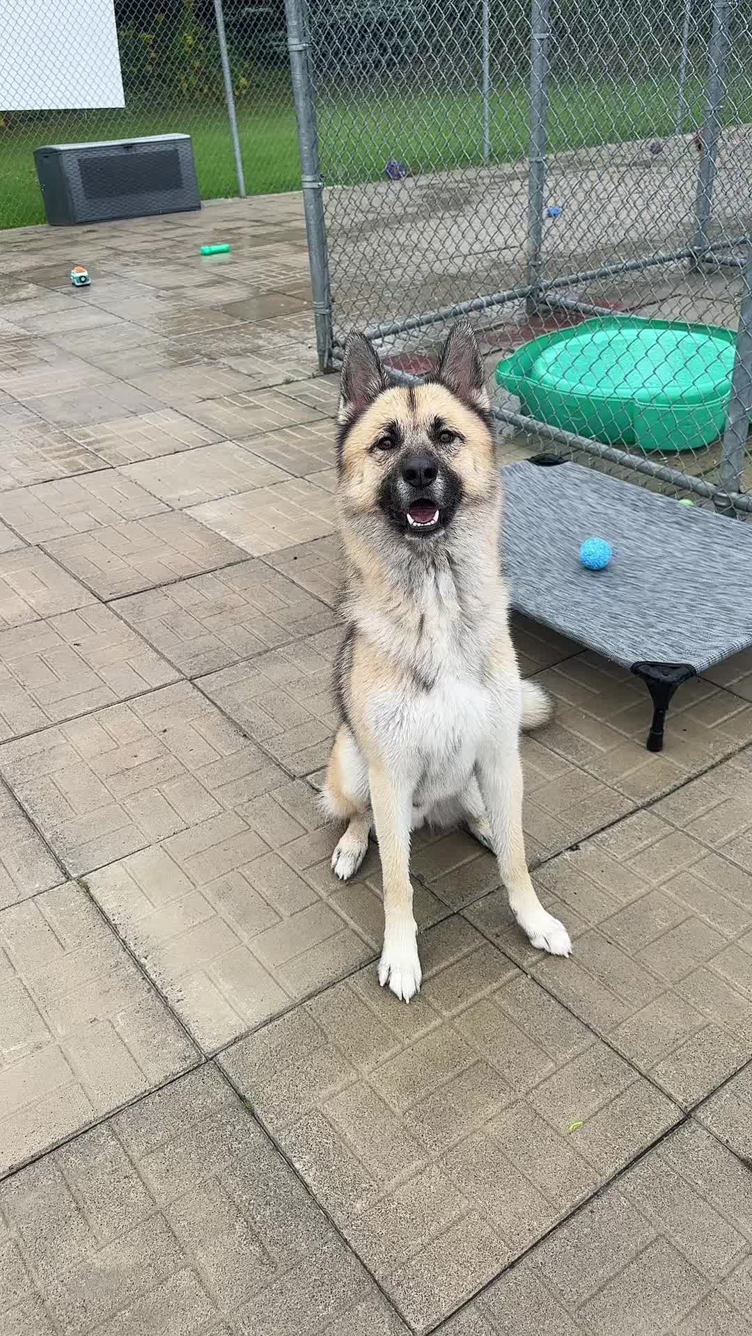 @CambridgeHumaneSocty
