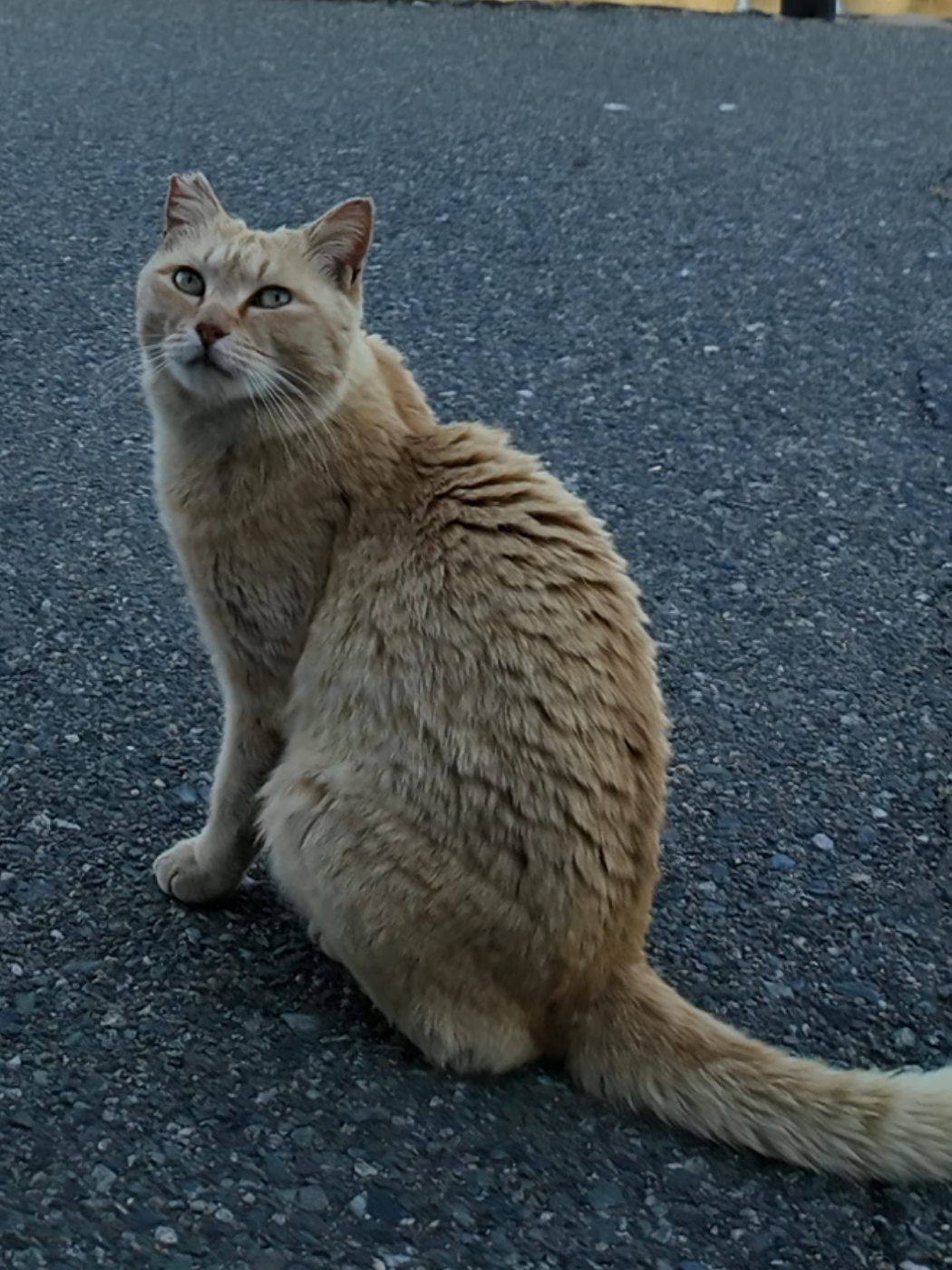 @感動猫動画