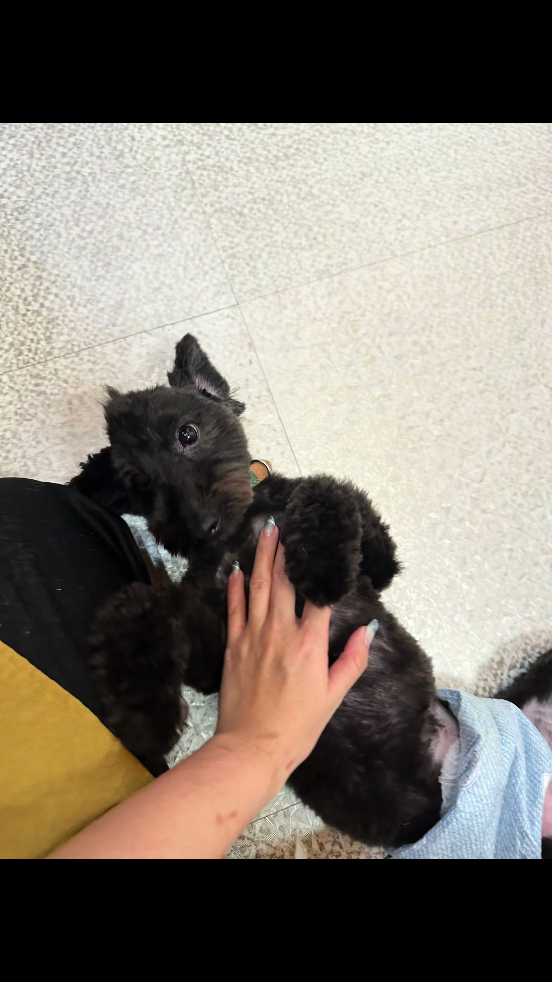 @petsalon_connect