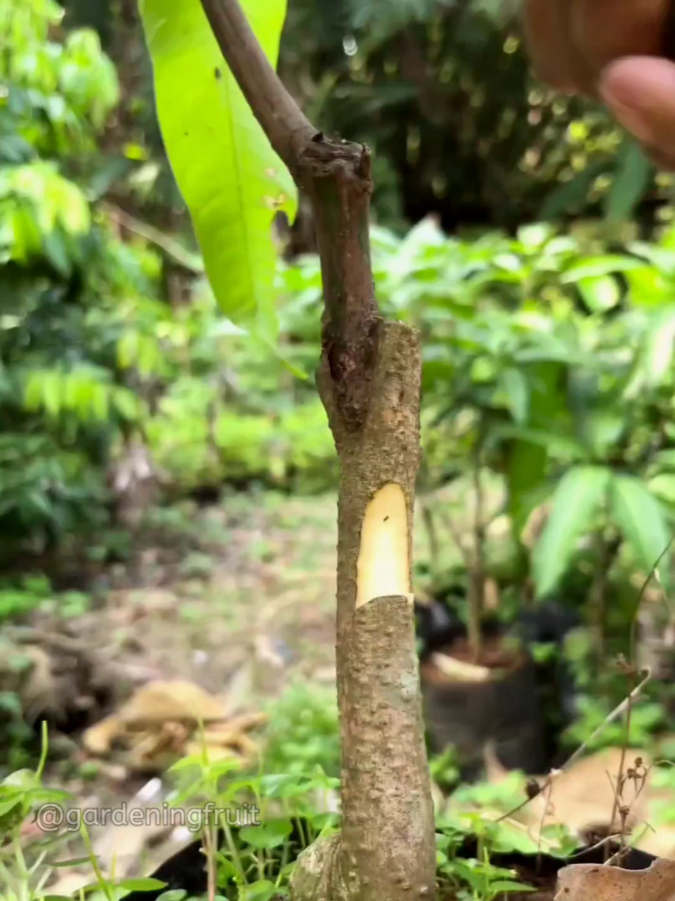 @GardeningFruits