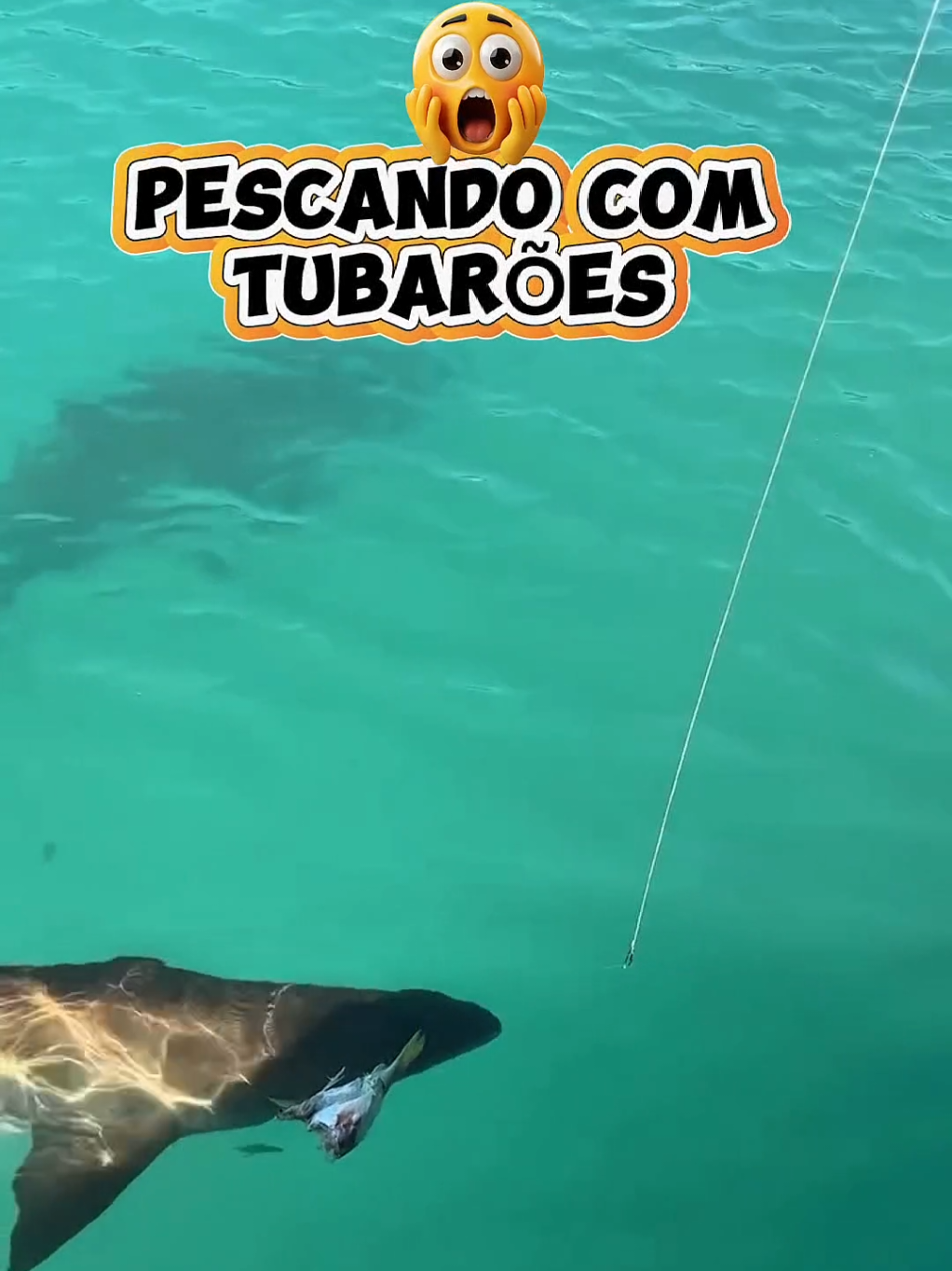 @TRAVEL PINGUIM