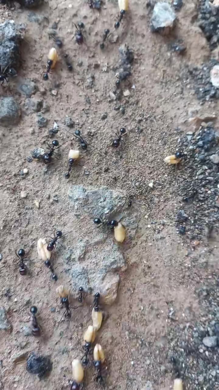 @نور ارتي