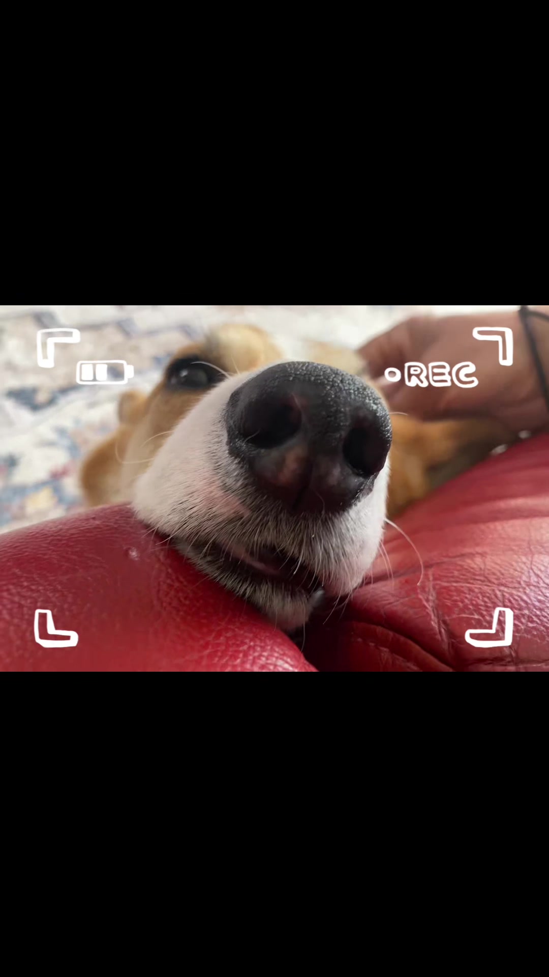 @コーギー犬のホープくん