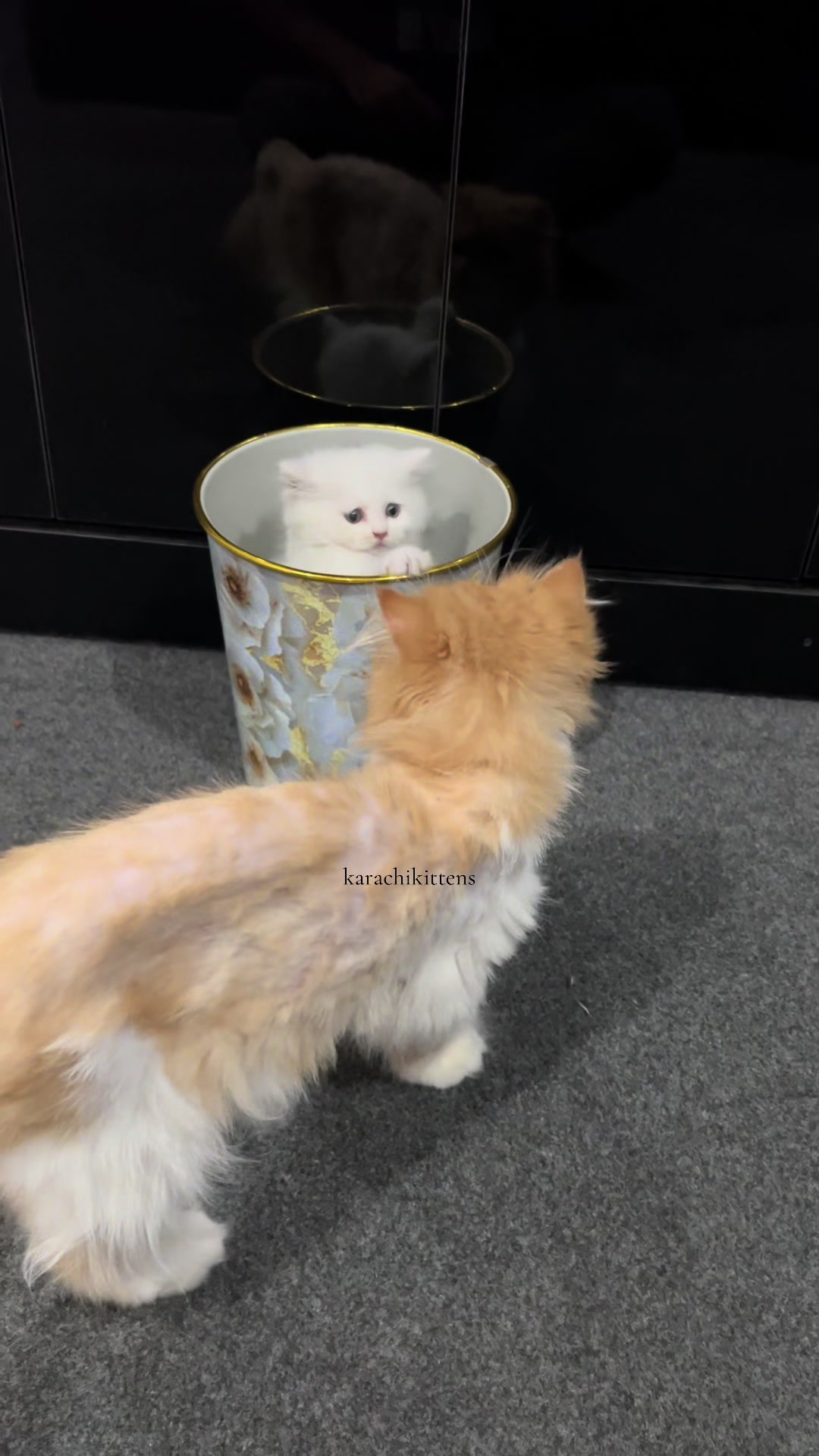 @karachikittens