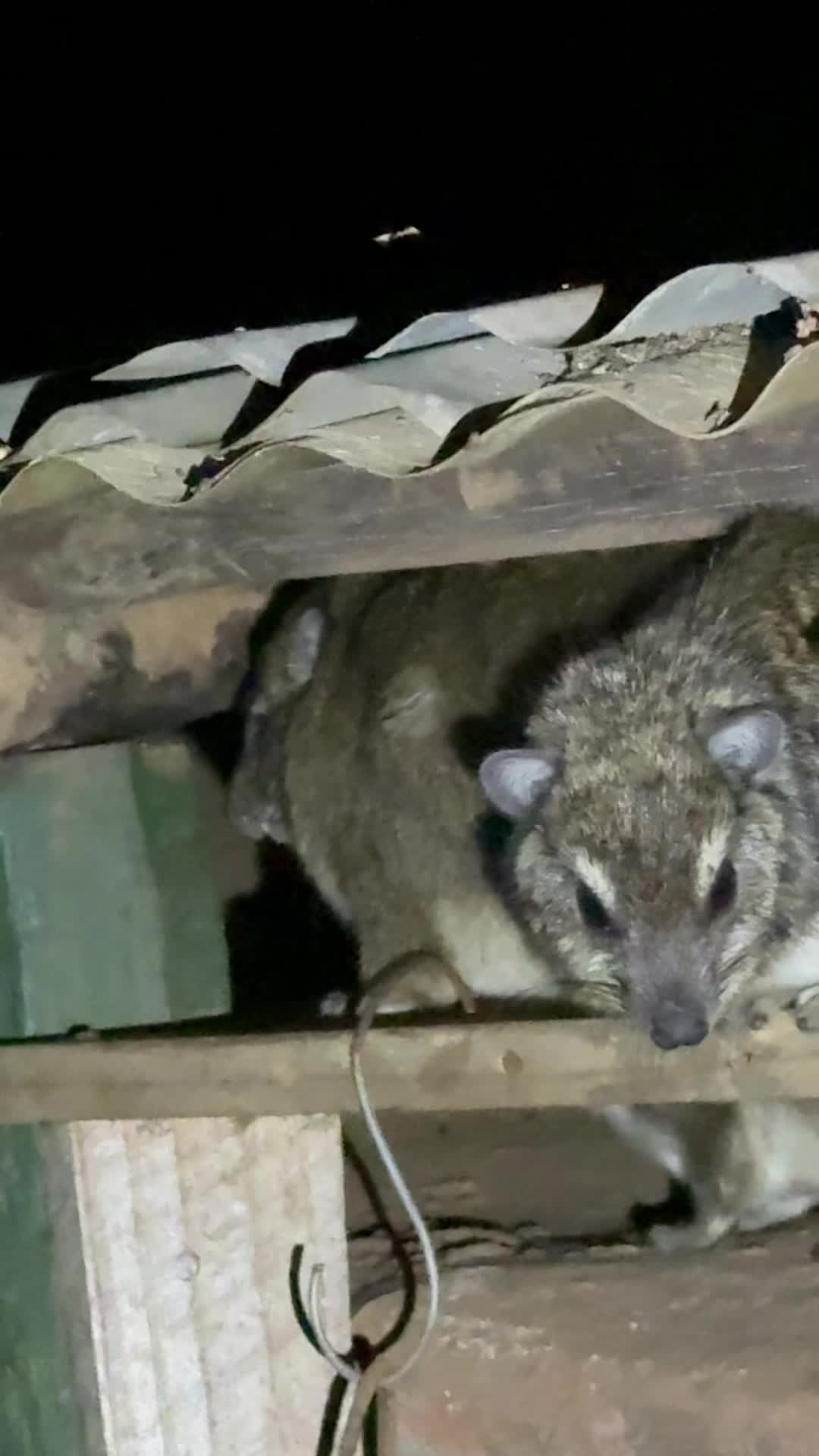@squiggythehyrax