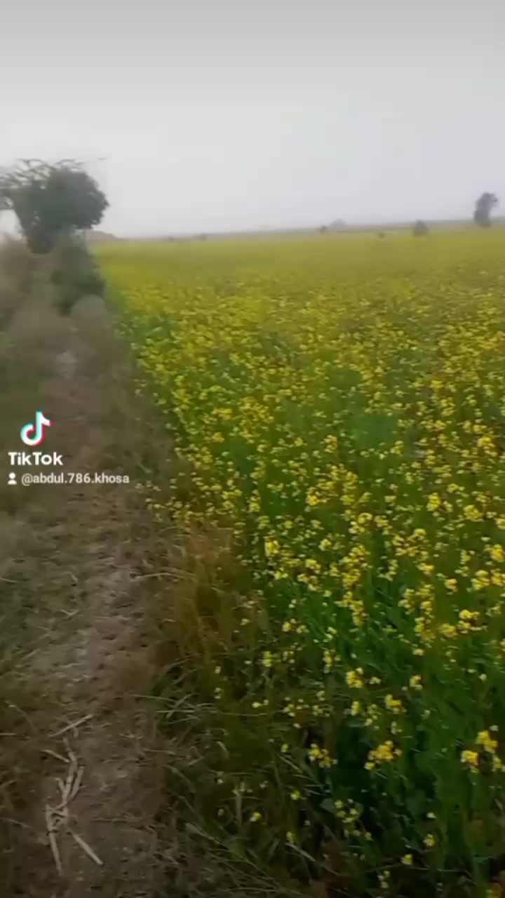 @Rauf khan