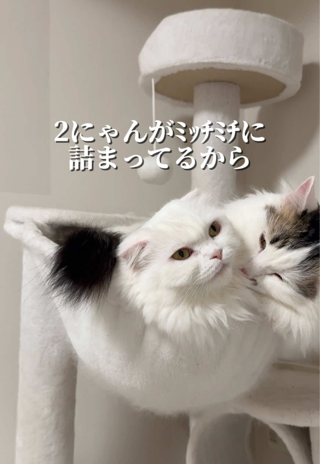 @もっちぬ