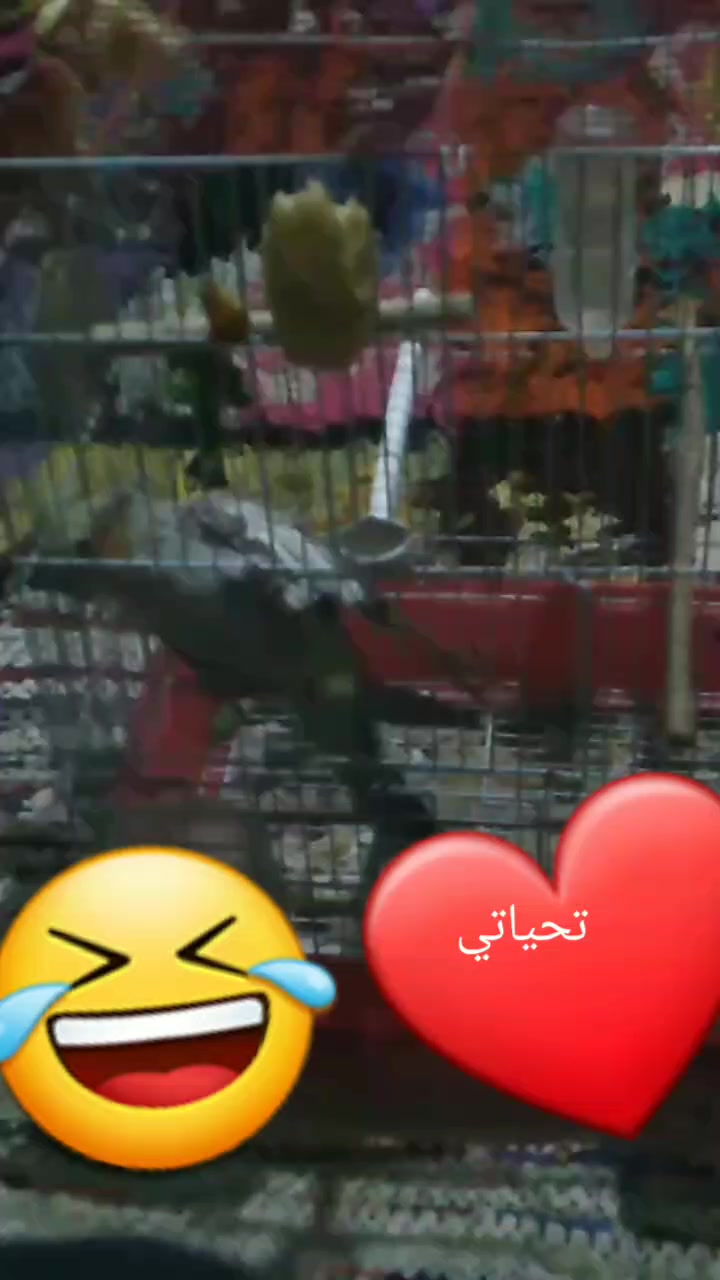 @Abdala Massawi