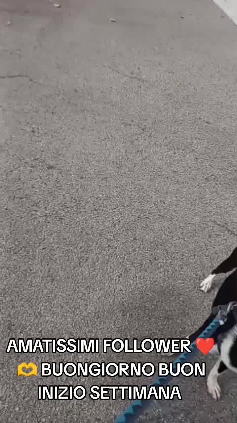 @ELETTRA L'ANIMALISTA