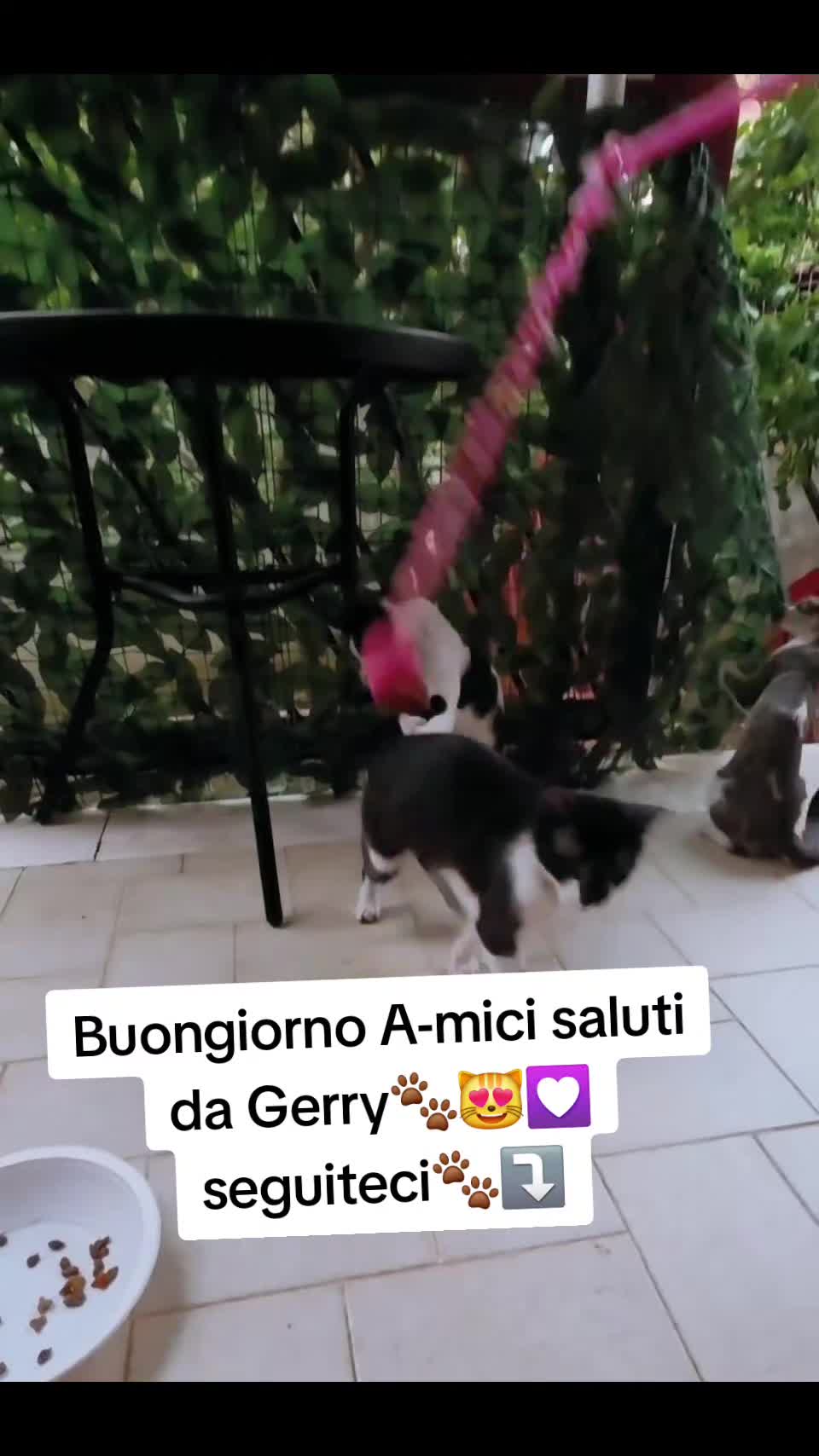 @AmiciMiao