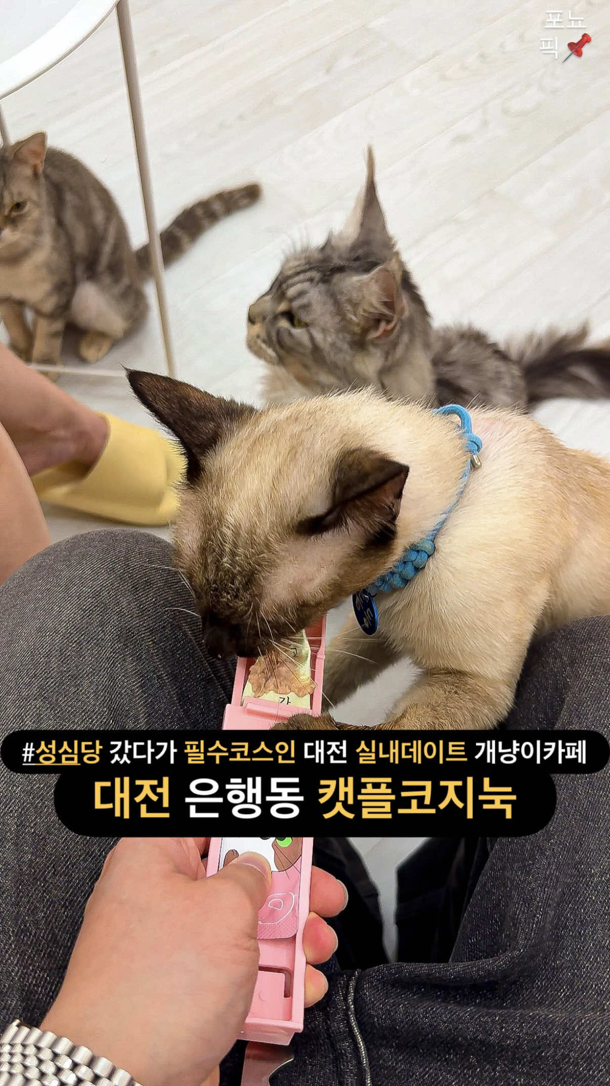 @포뇨픽ㅣ청주맛집•대전맛집•세종맛집