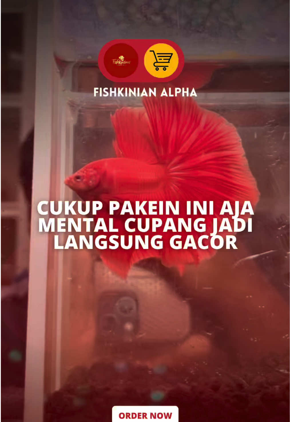 @Fishkinian Alpha1