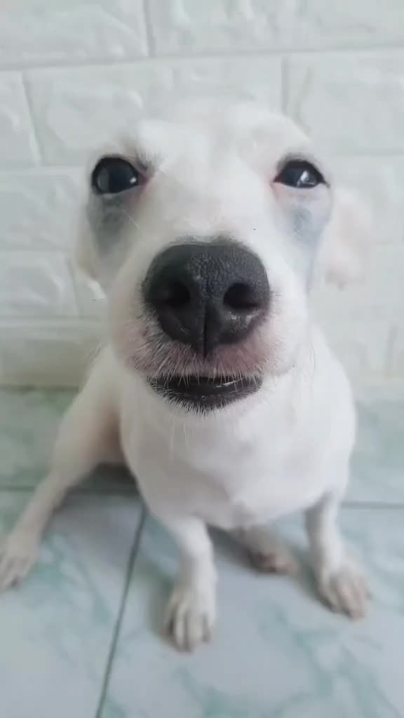 @ig.eurosaurus 🇹🇭