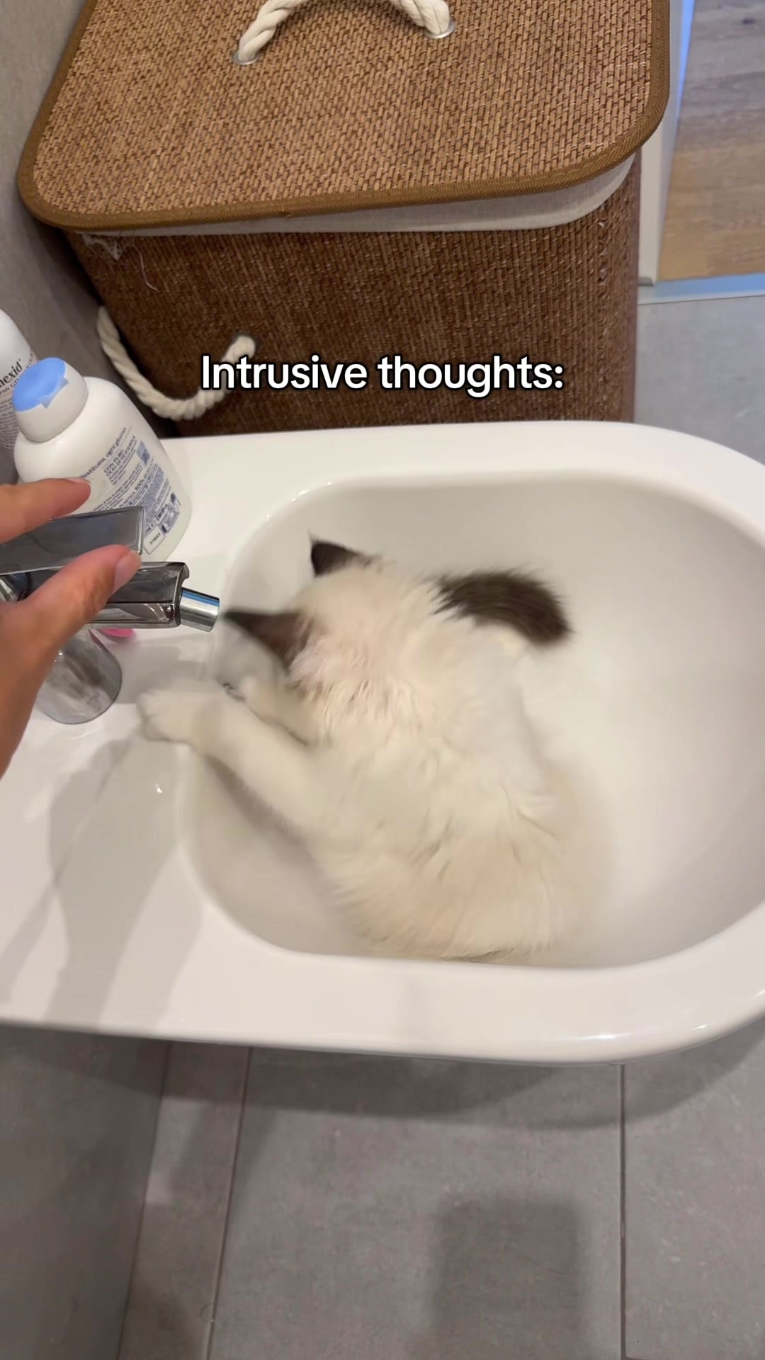 @pasha.the.ragdoll