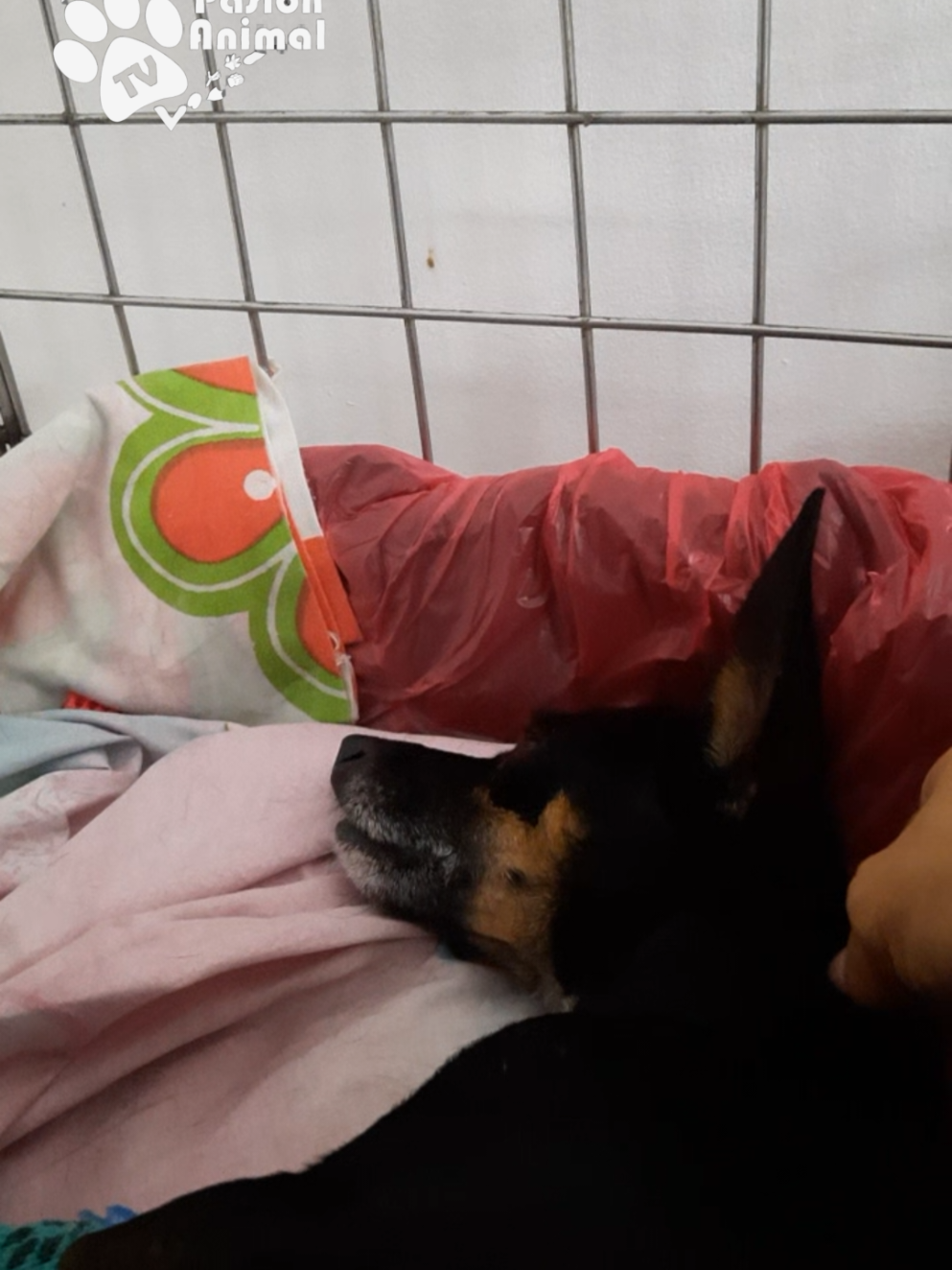 @Pasión Animal Tv