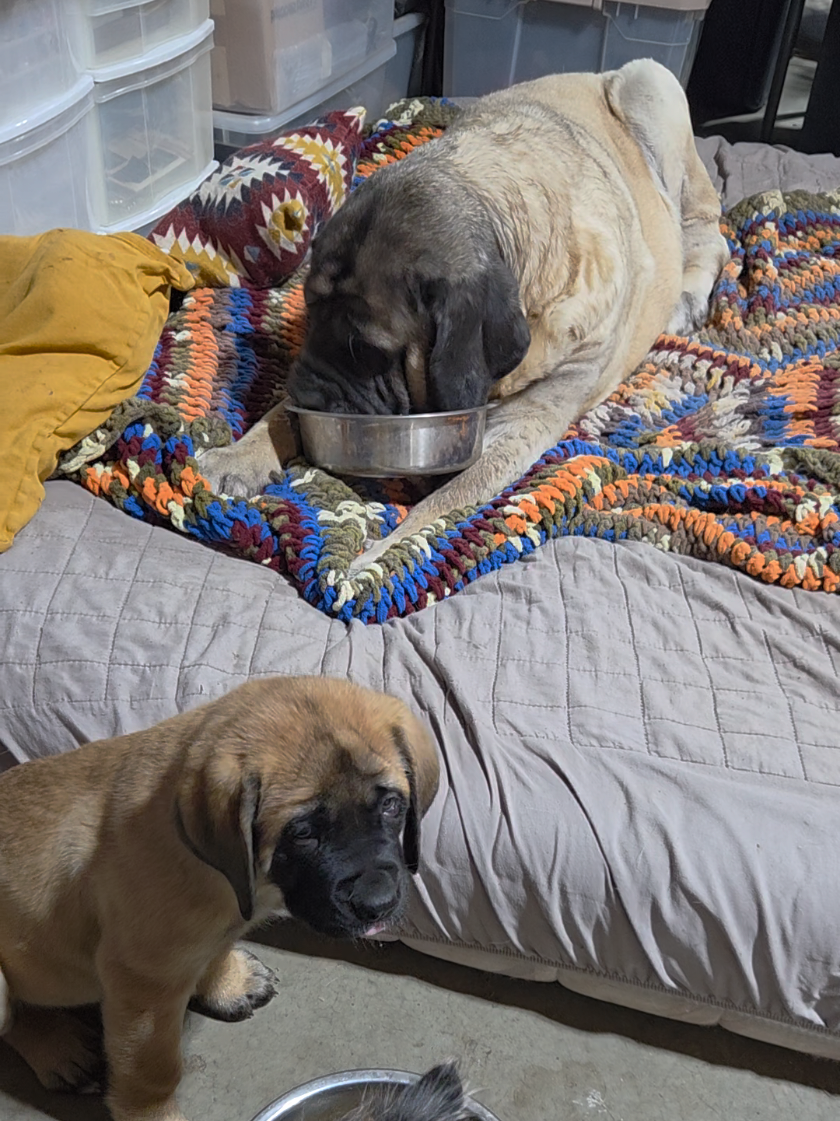 @Maple Mastiffs