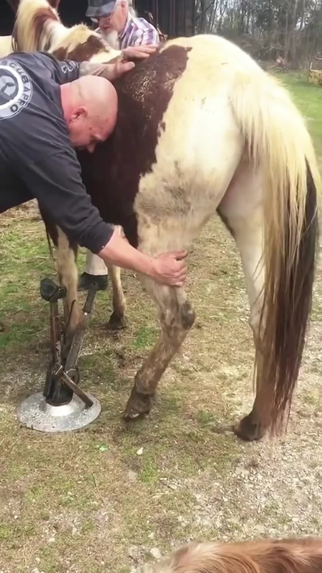 @Tessa - Animal US