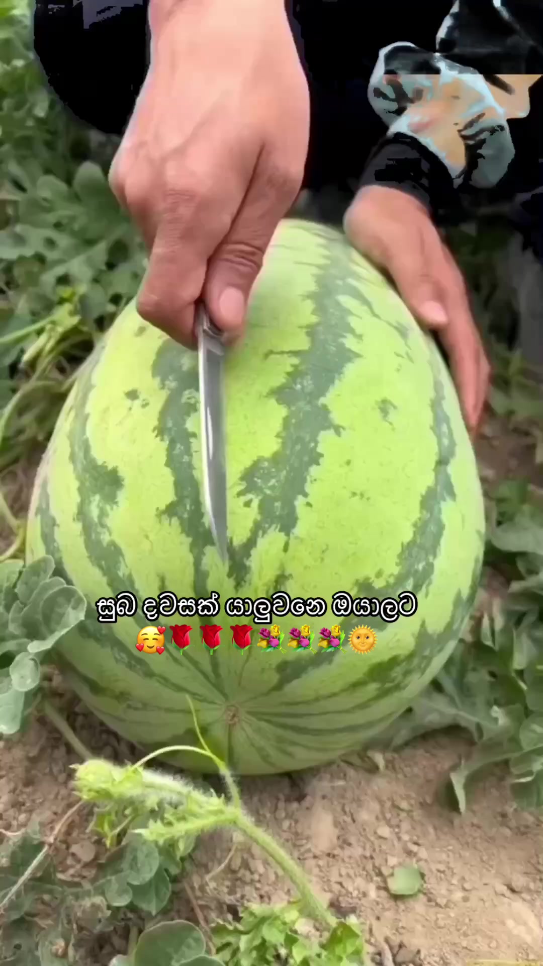 @හා_පැංචා••'1M' 💗🐰🥕