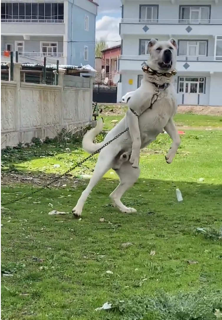@ANADOLU ASLANLARI🐶🇹🇷