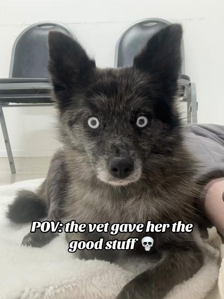 @Pomskys NZ