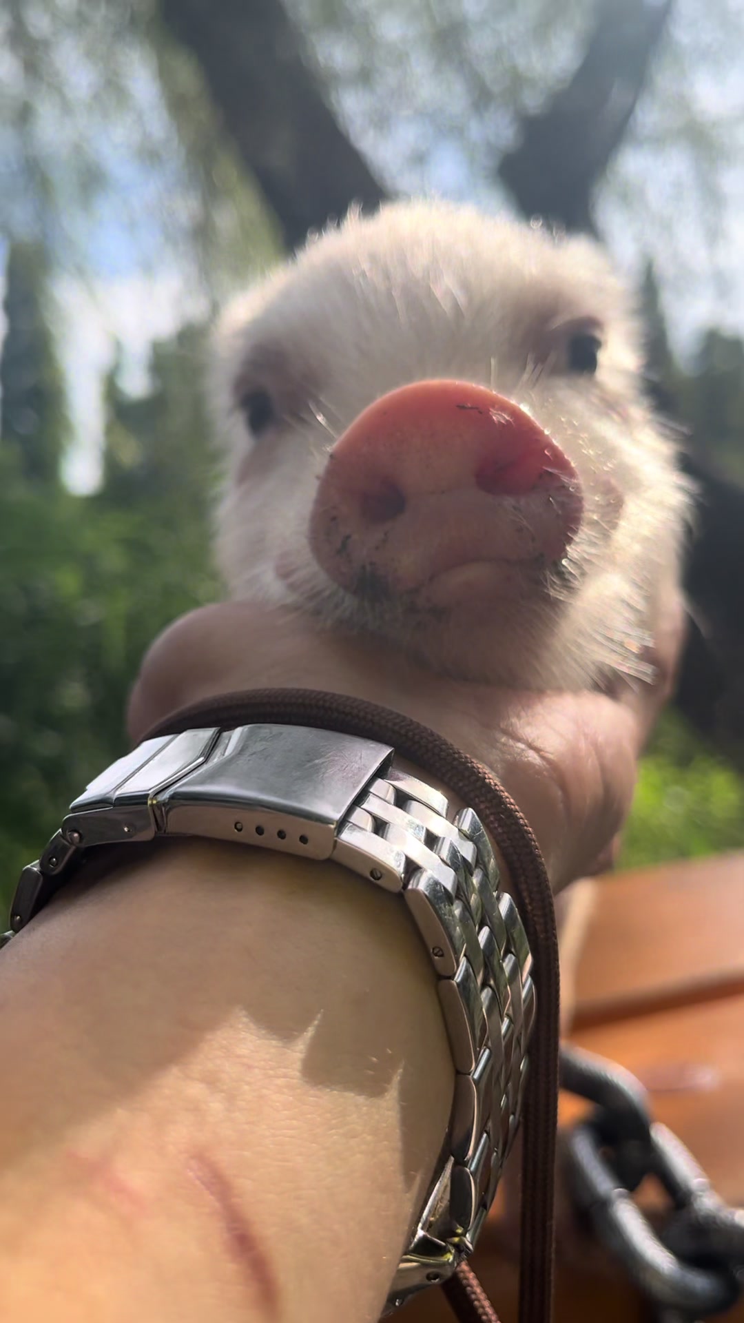 @pignic