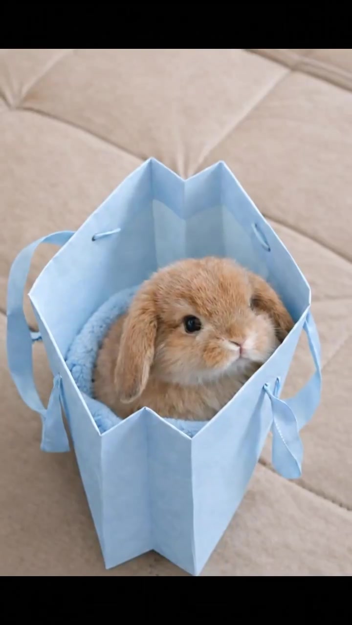 @anypet
