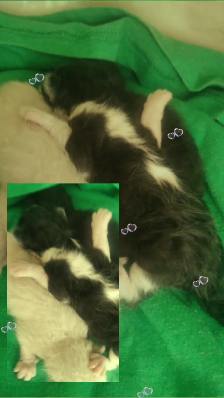 @https://www.tiktok.com/@bachit