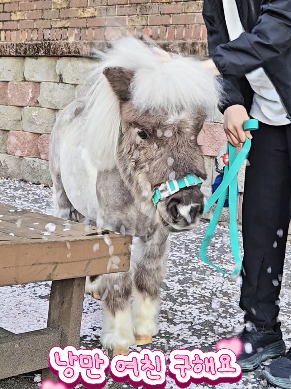 @작은말월리 | 월리플랍🦄