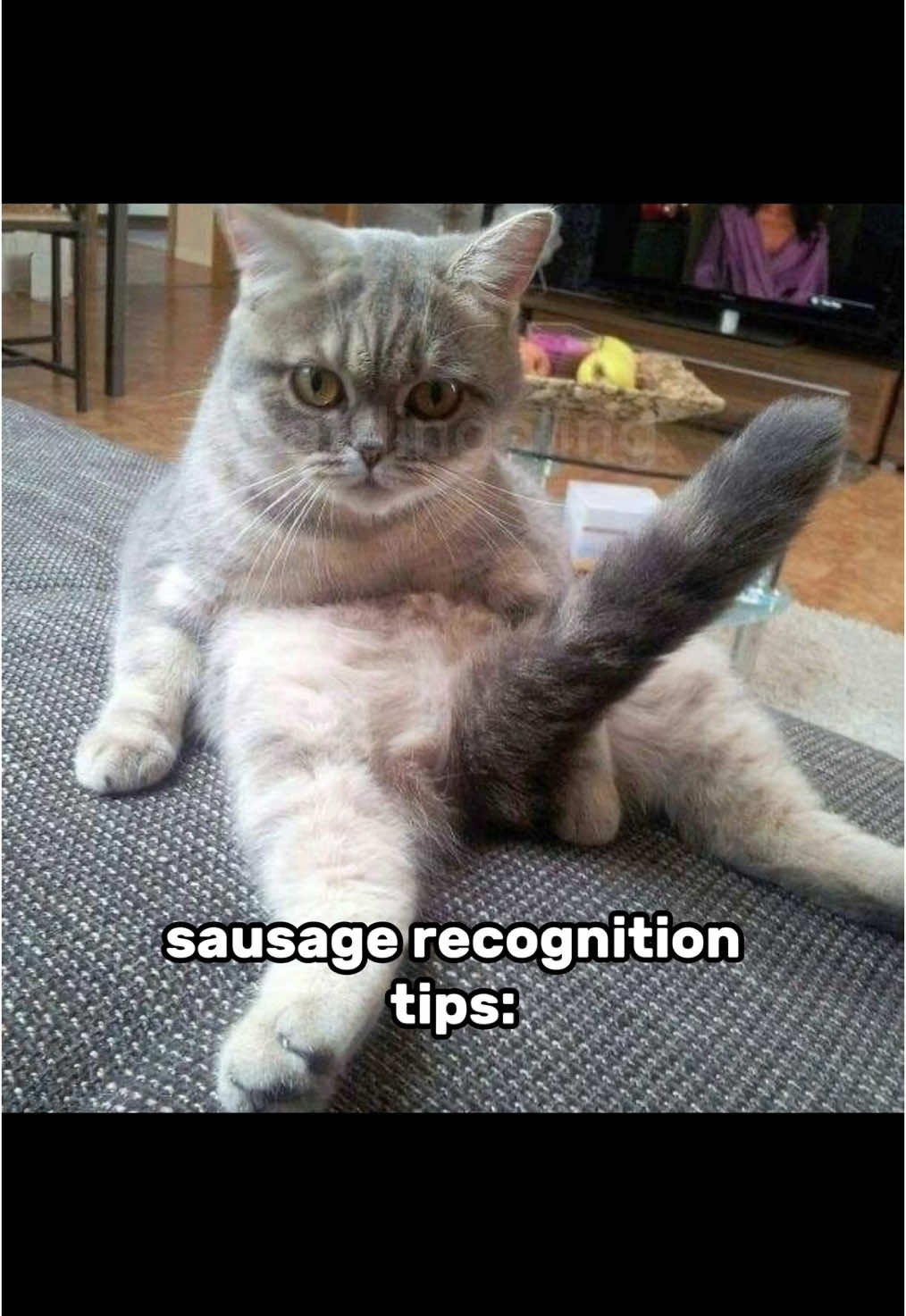 @catdingaling