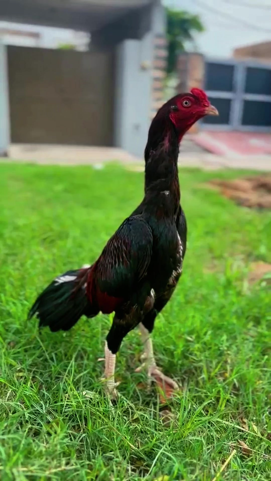 @🥷Gujjar🥷