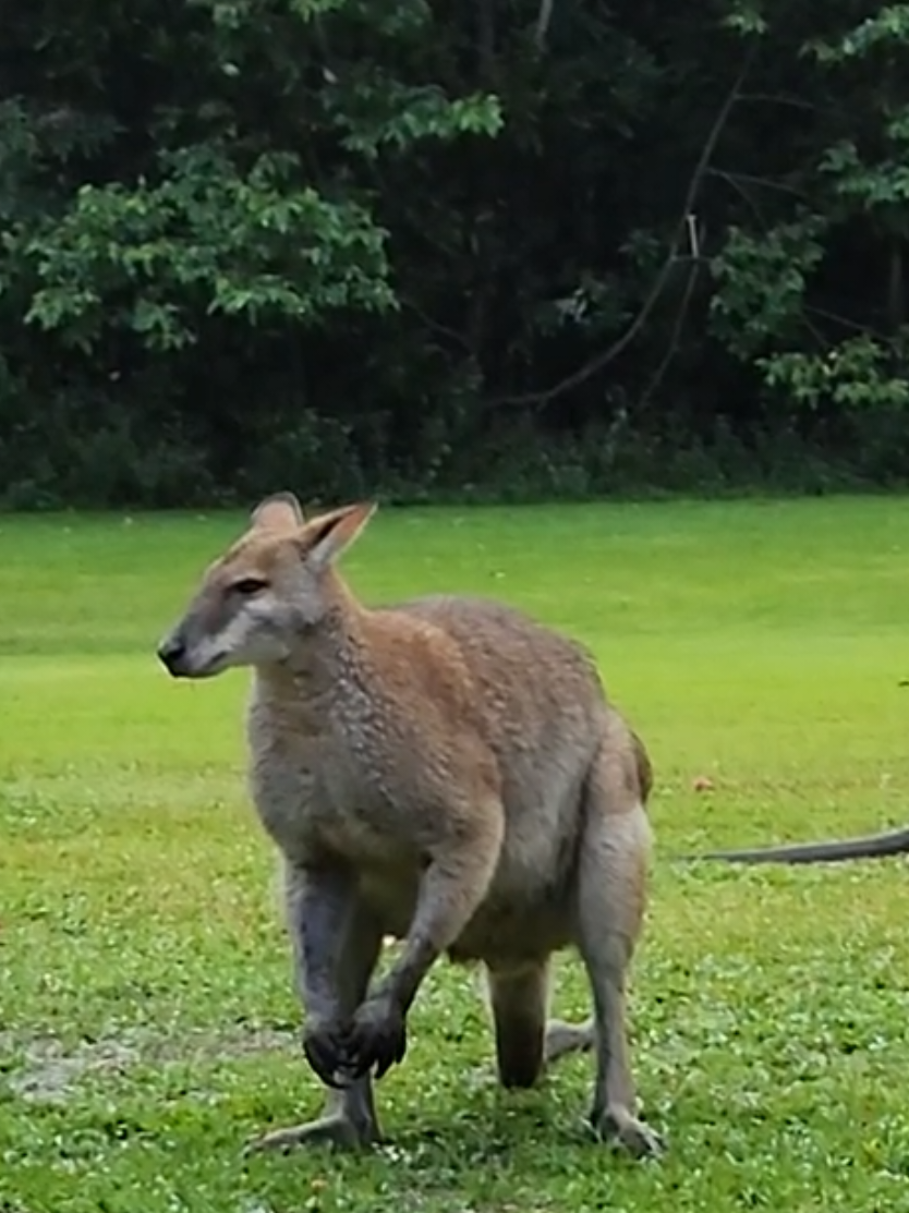@Mena Creek Reserve