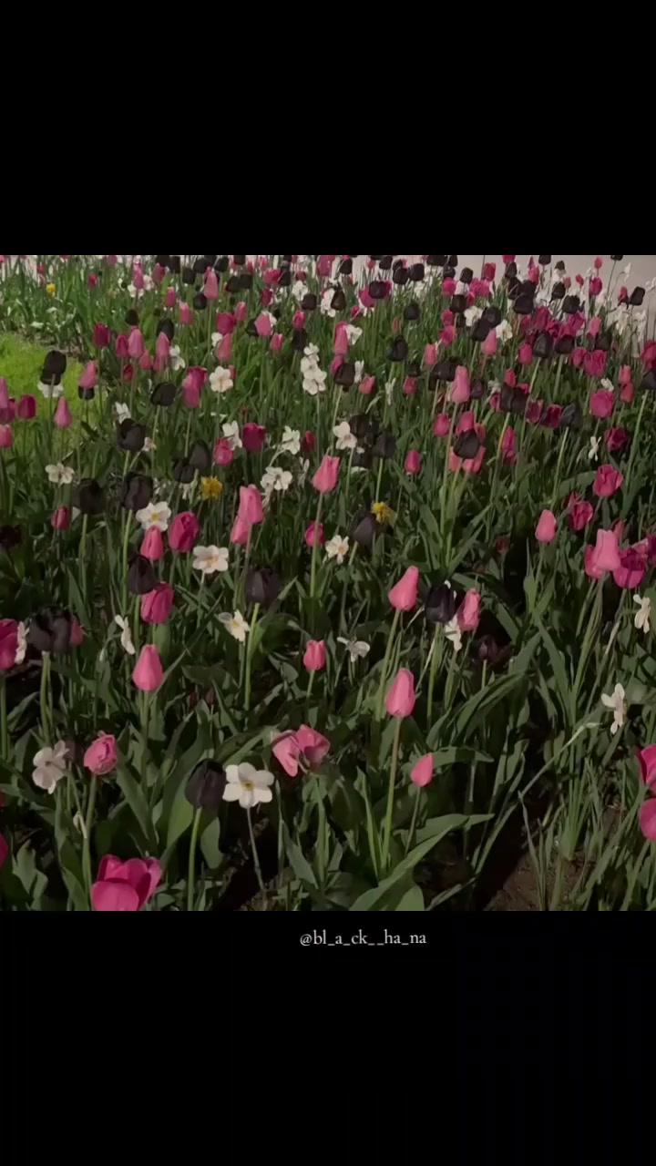 @Ha_Na🌻