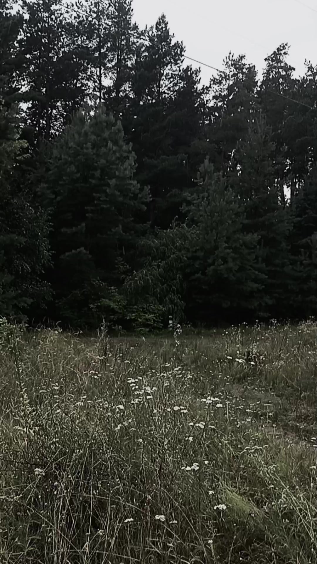 @✞🐈&zwj;⬛𝔅𝔩𝔞𝔠𝔨𝔦𝔢🌲⛤