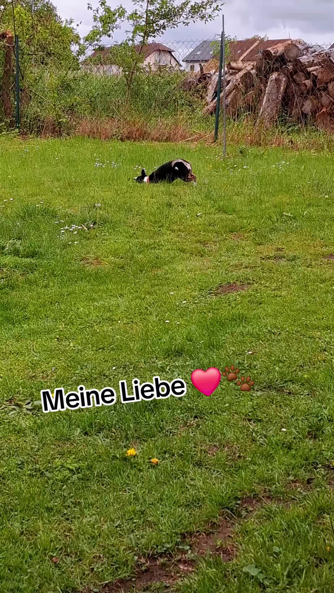 @🐝Biene🐝