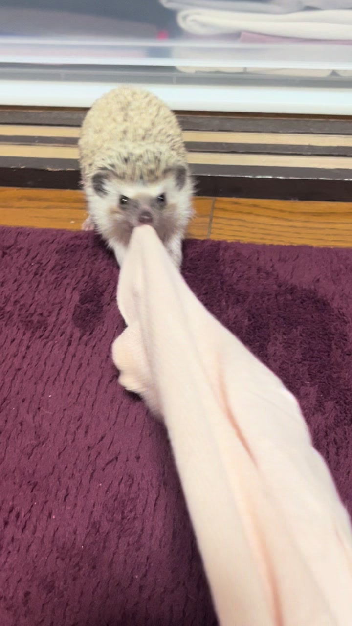 @我が家のハリネズミ🦔