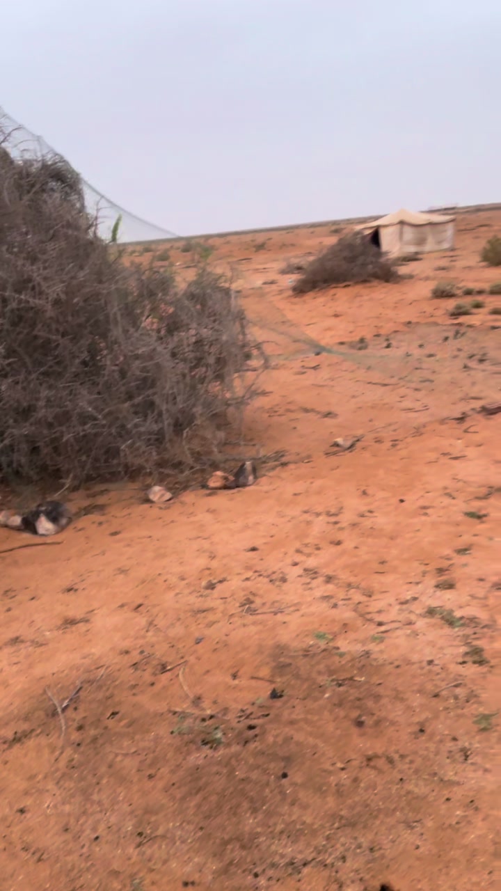 @حكيم عياد المغواري