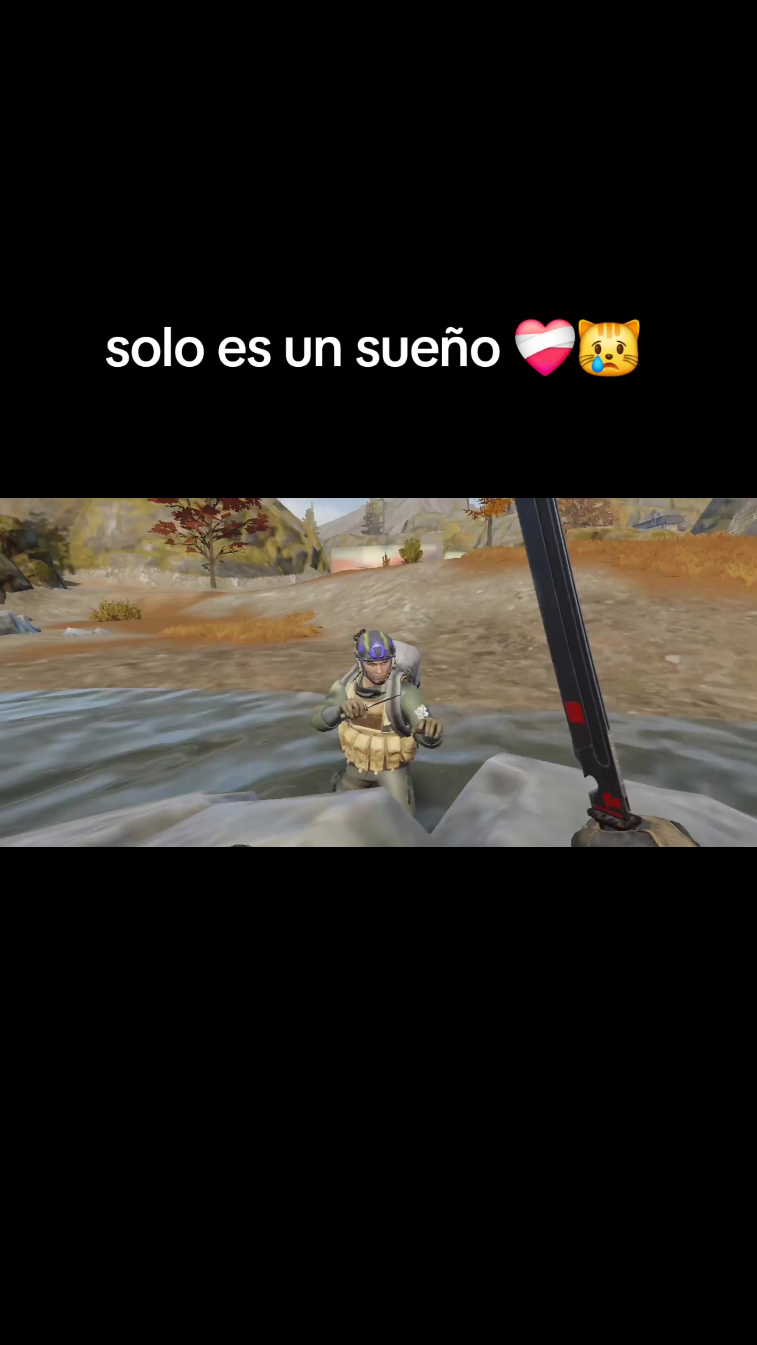 @gato de combate