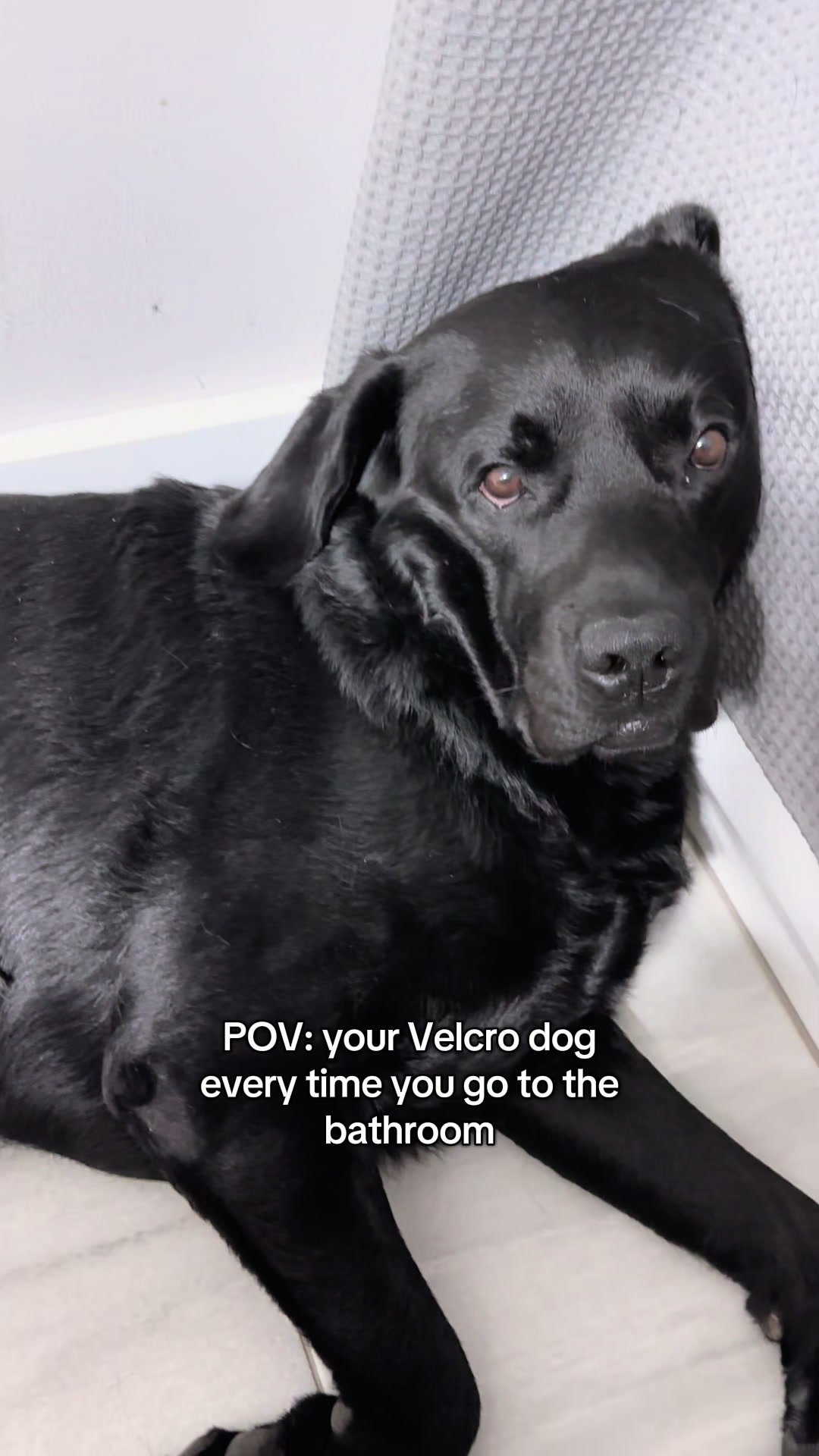 @Gunner the Good Boy Black Lab