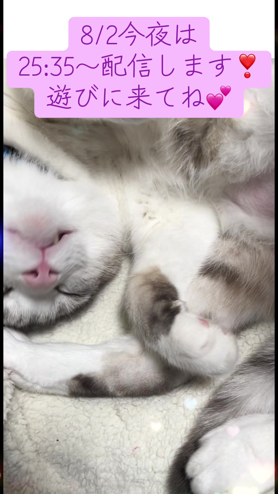 @ねこみみちゃん😸🍰🎀💌💗