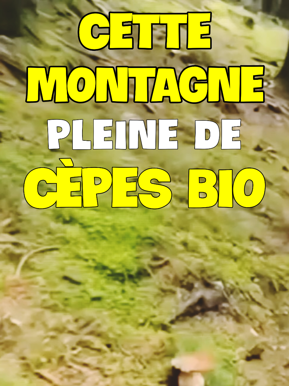 @Dan 🍄🟫 Le Champologue