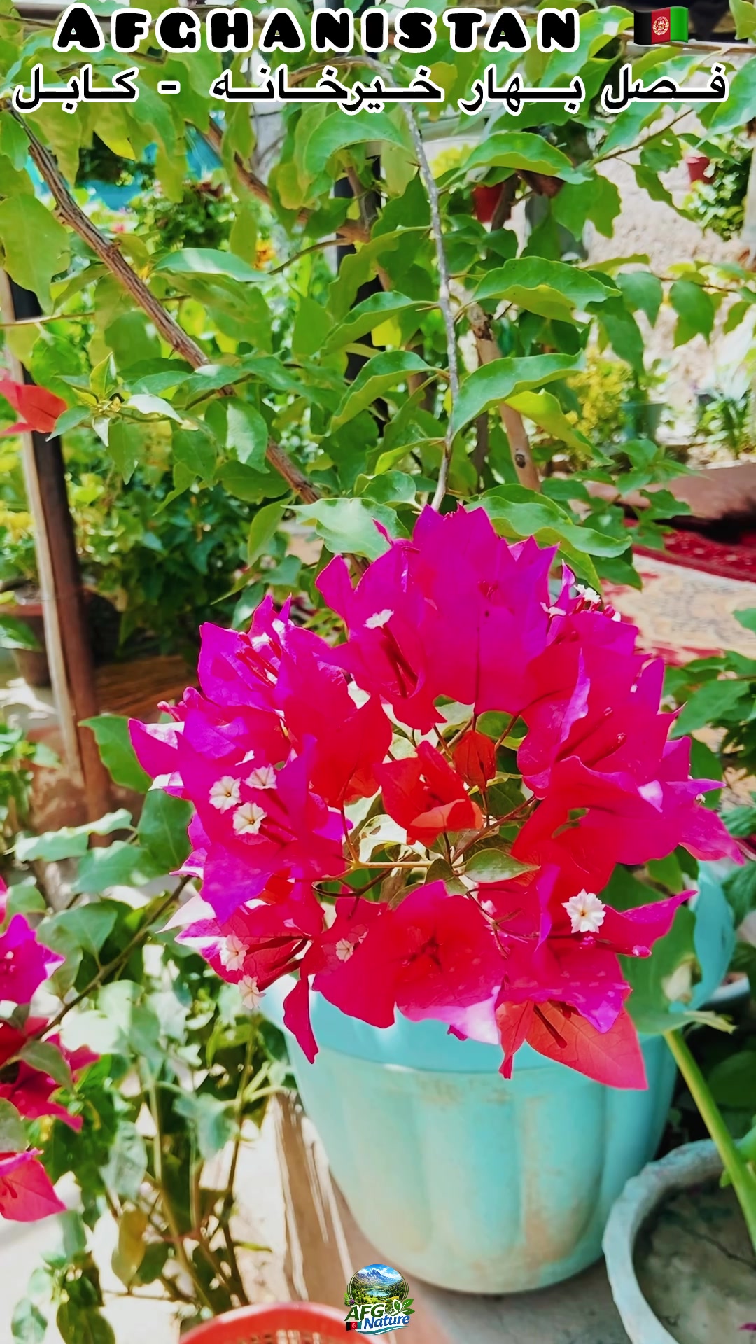 @Afghanistan Nature 🇦🇫