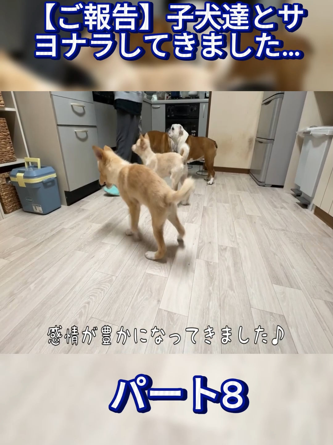 @ブルドッグぶるまるチャンネル Fan