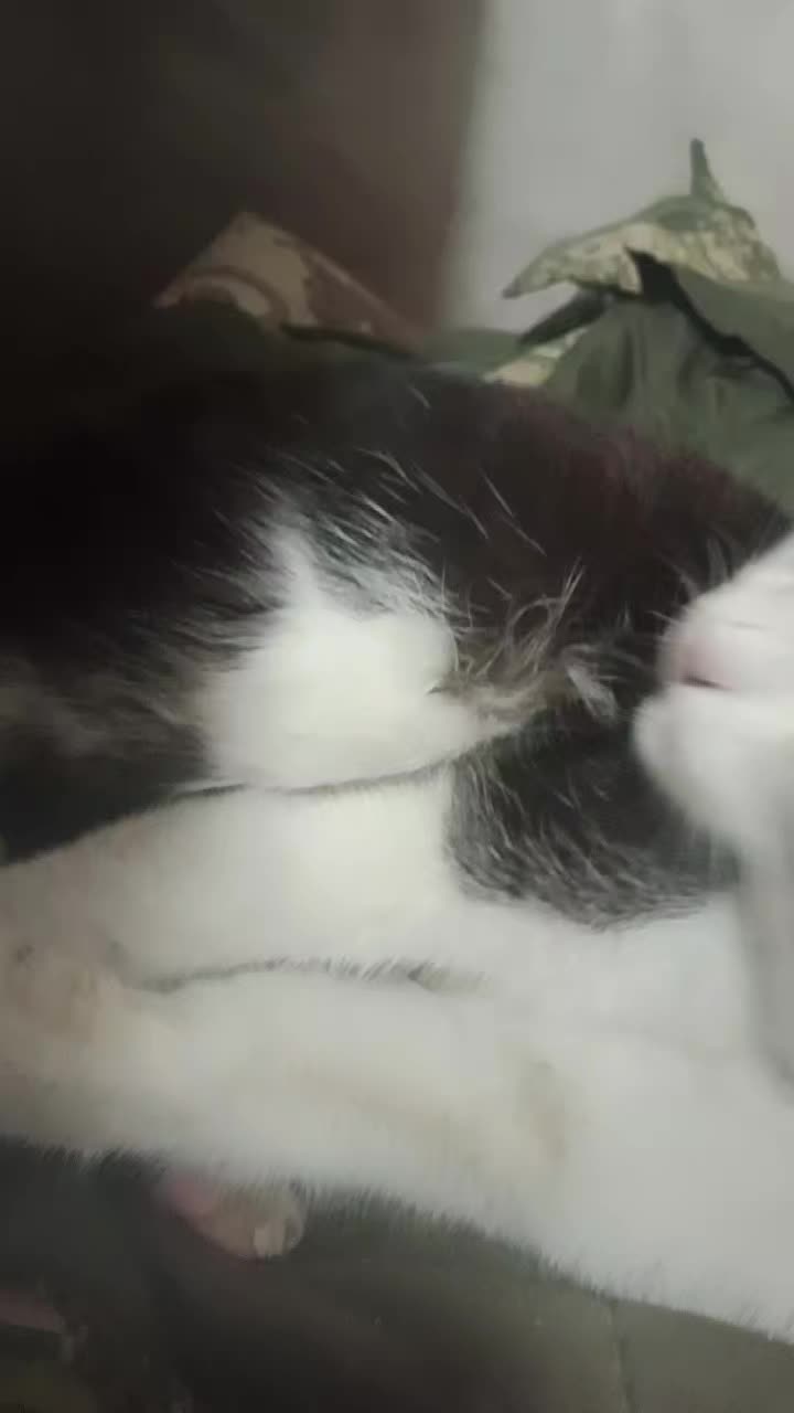 @Мукабай 🐈