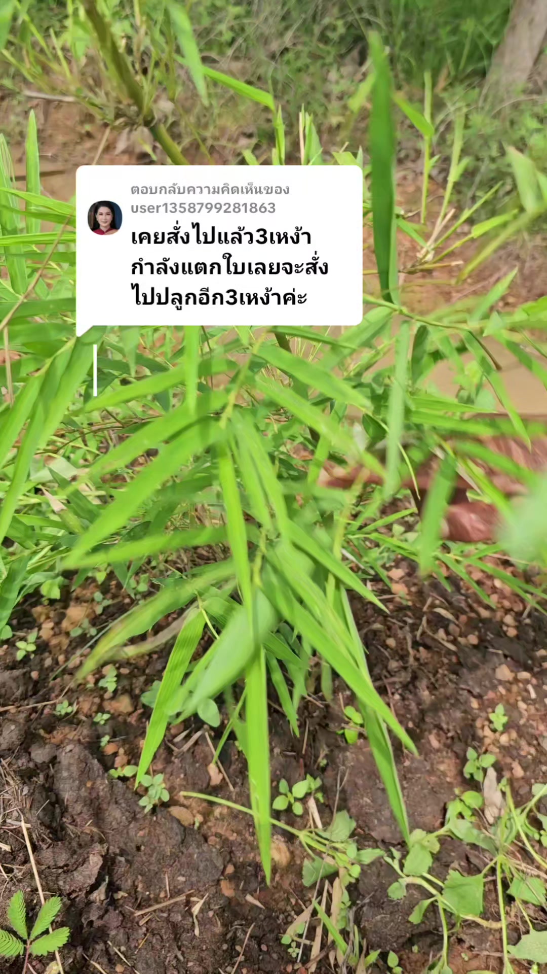 @นัดดาชอป