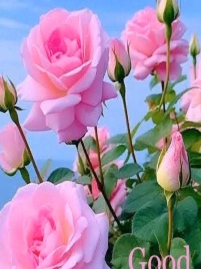 @roze