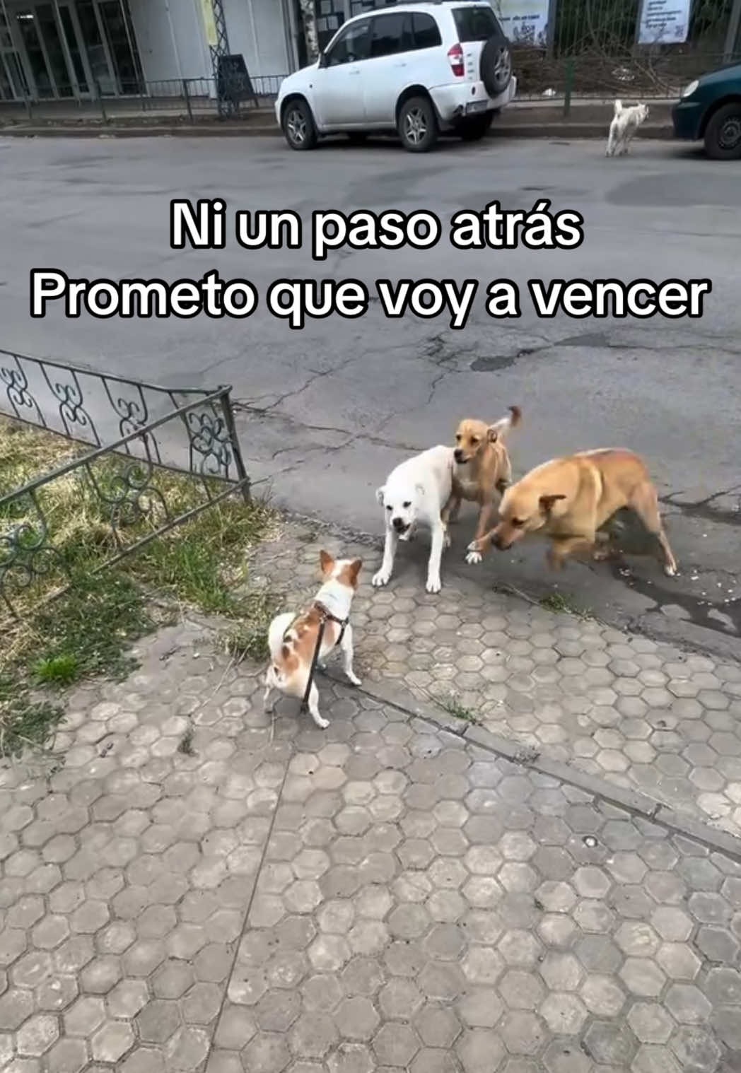 @Artur Realez